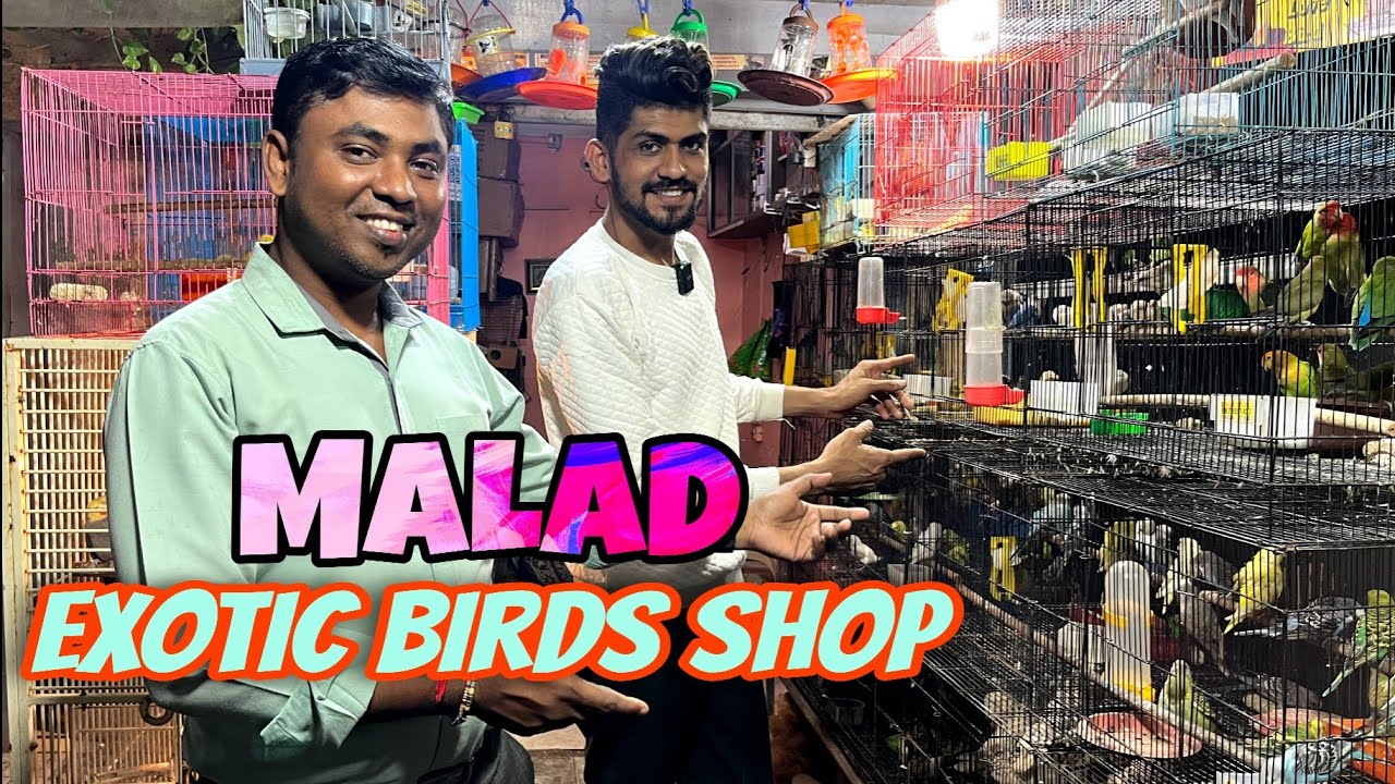 Exotic Birds Shop in Mumbai Malad | low price bird Shop | Cats Talking Parrots | hasan exotic birds