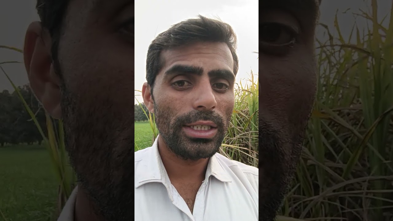 Ghany ki aqsaam ( Types of sugarcane)
