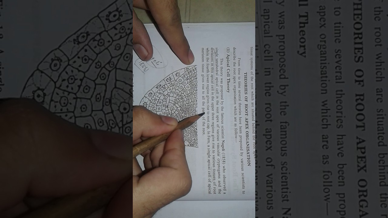 Apical Cell Theory