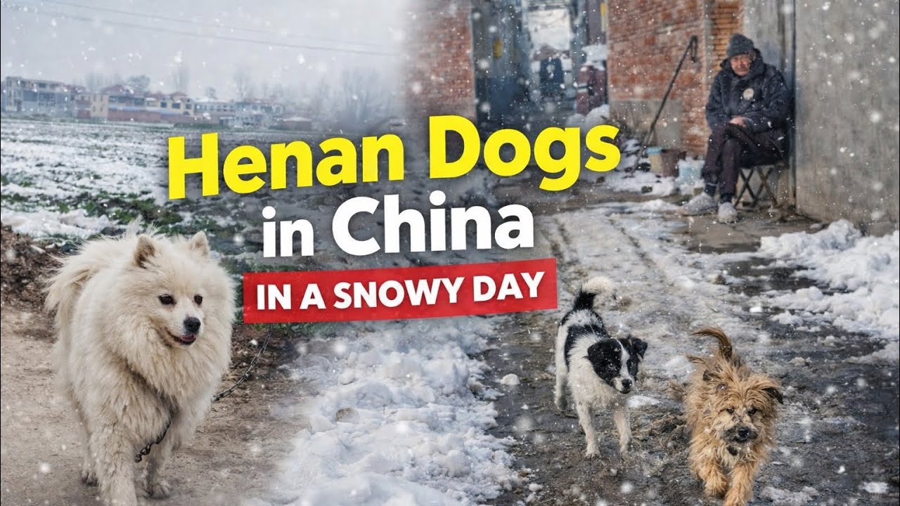 What does the life a dog in Rural China look like? 