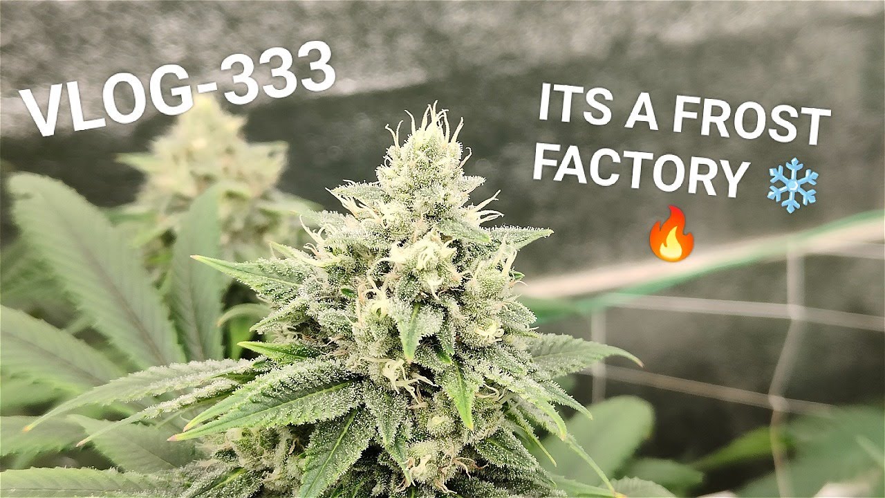 Tropicana Banana Getting So Frosty,  VLOG NR 333