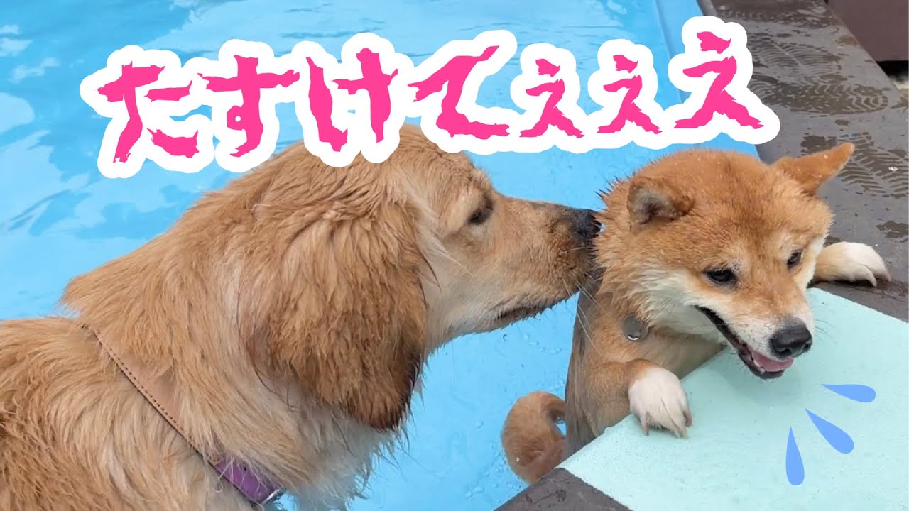 トラウマ不可避⁈ プールに行ったらまさかの事件が起きました