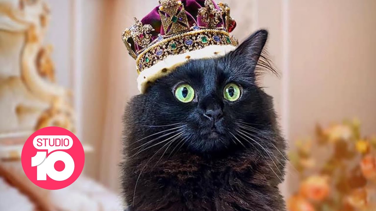The World&rsquo;s Most Famous Cat | Studio 10