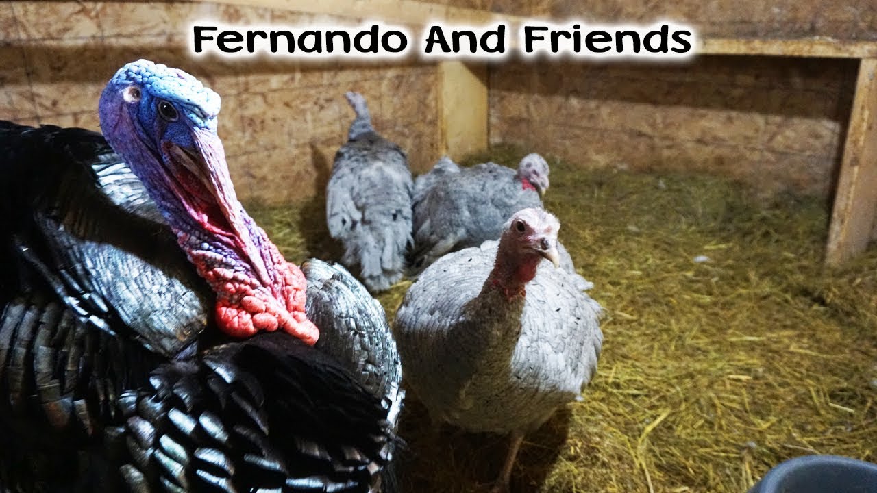Fernando and Friends - Therapy Turkey