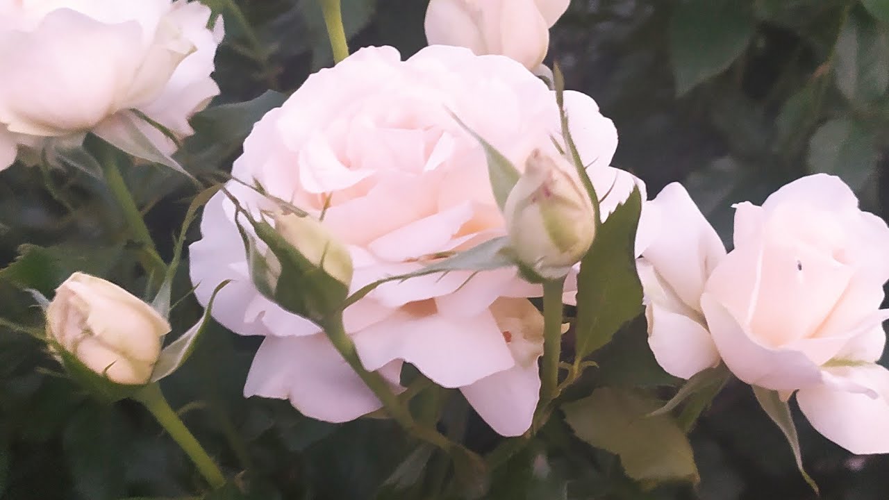 Утренняя прогулка по розарию.