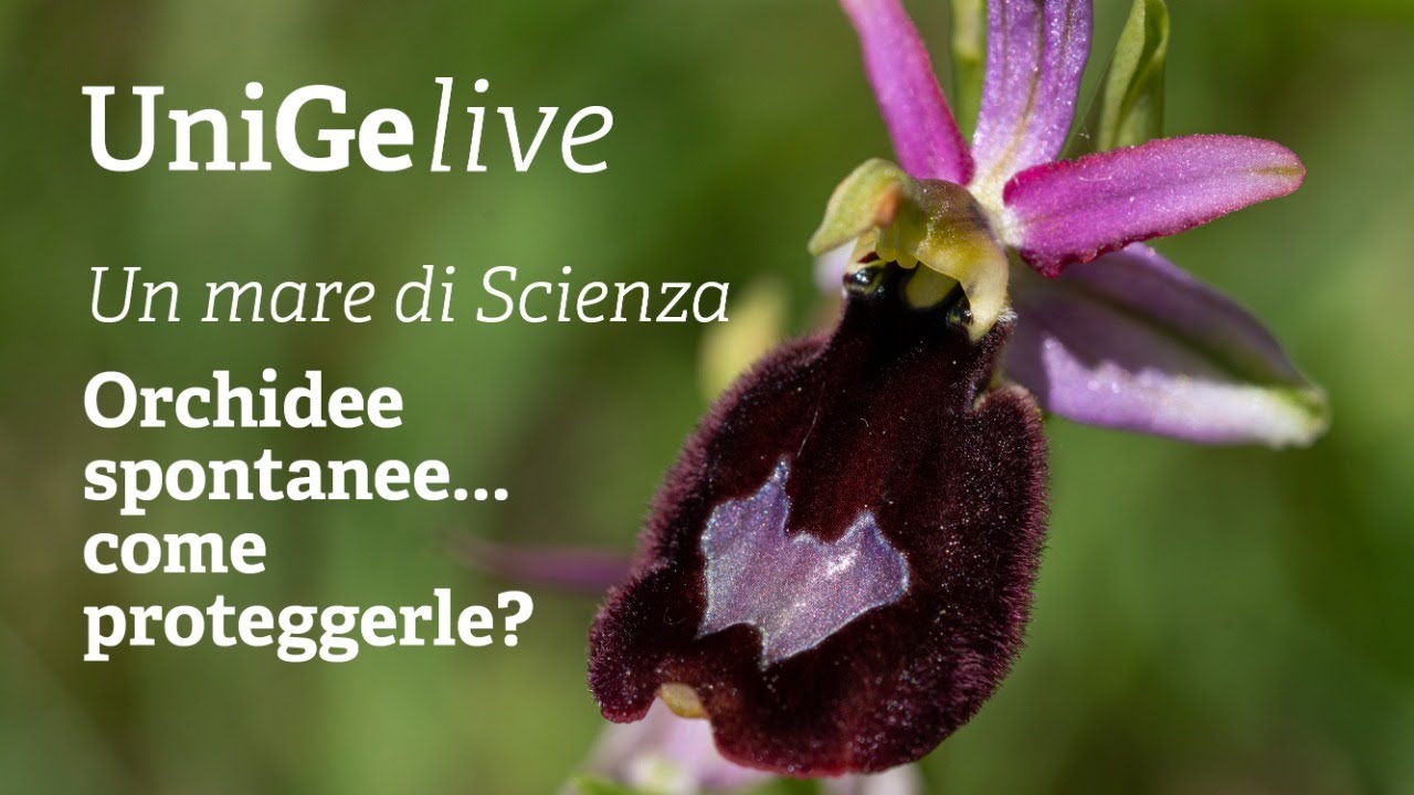 Orchidee spontanee... come proteggerle?