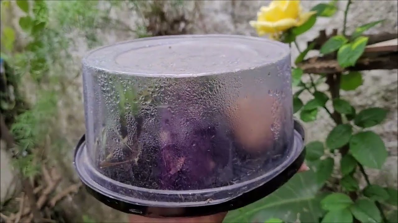 👉Как прорастить СЕМЕНА ОРХИДЕИ в ДОМАШНЕЙ ТЕПЛИЦЕ 🌸🌹🌿