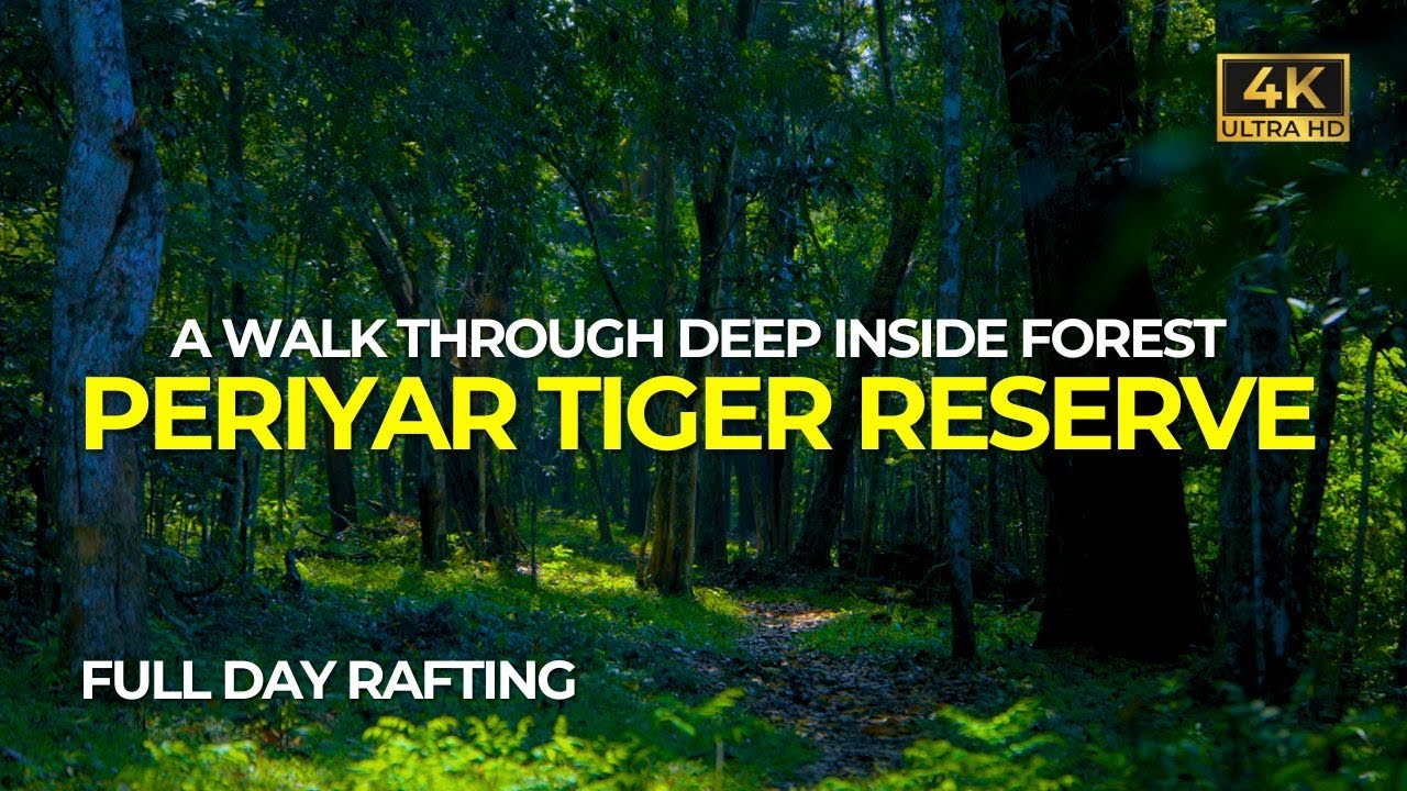 A Full Day Walk Through Deep Forest | Periyar Tiger Reserve | Best Place For Wildlife Lovers