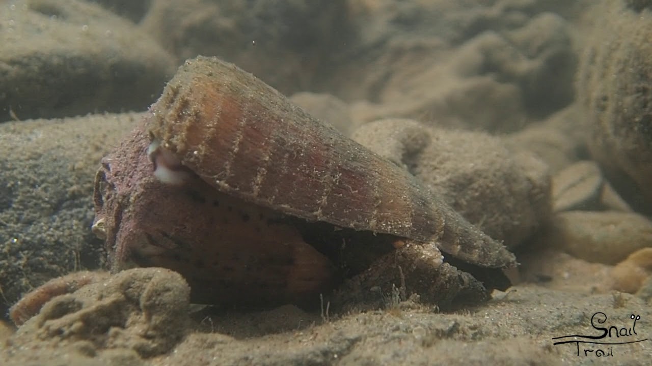 Conus capitaneus - Captain Cone