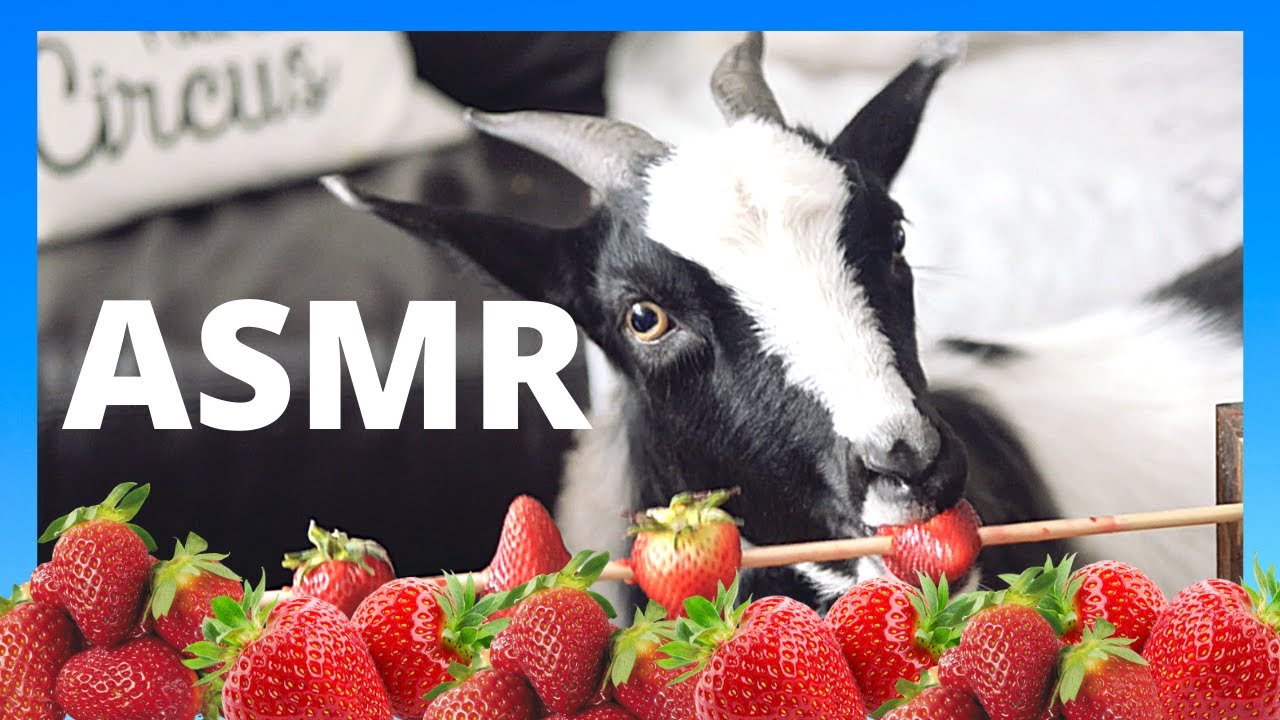 ASMR GOAT eating strawberries