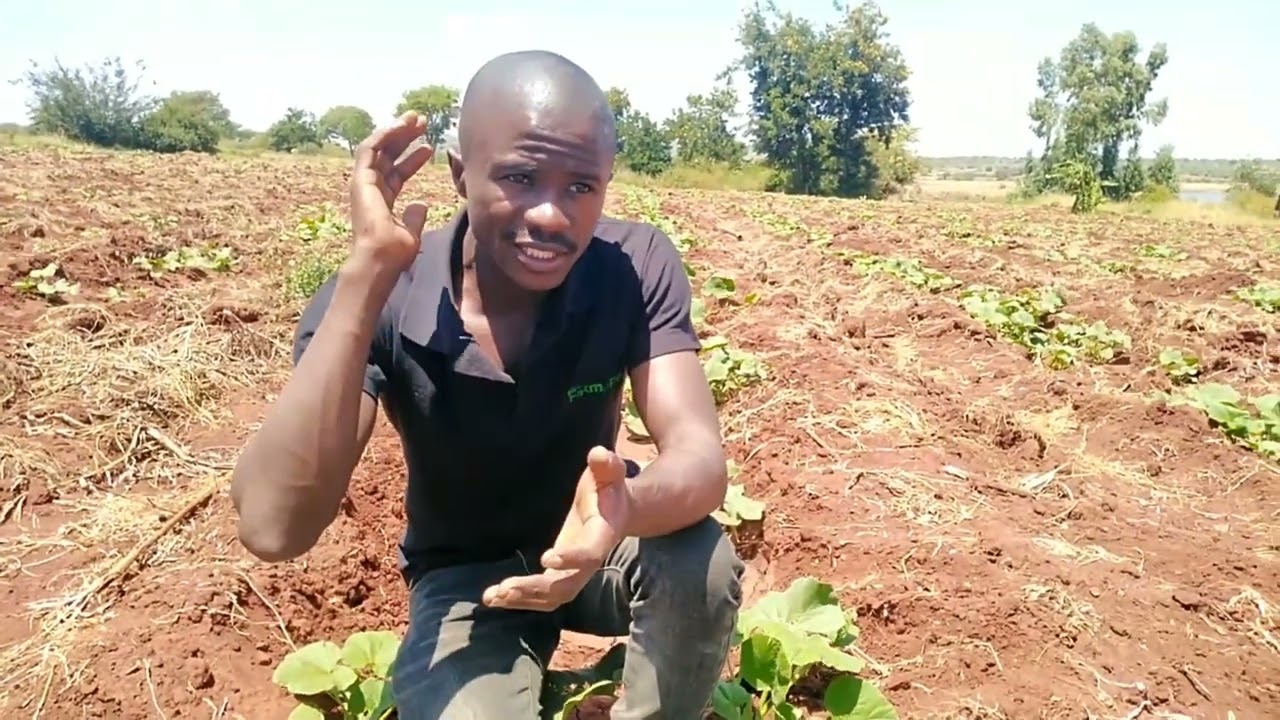 How to manage butternuts at Vegetative stage, pest and diseases control. #trending #viral