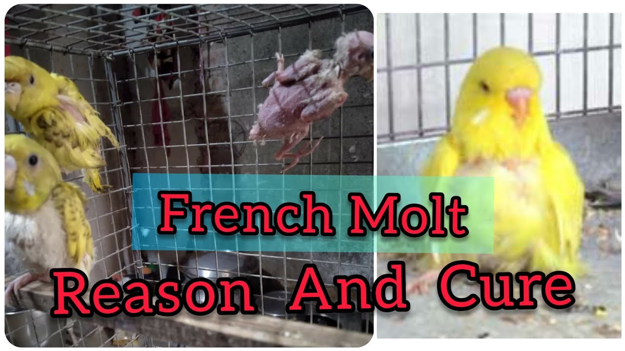 French Moult || Causes and Cure in birds || Feathers not growing || Lucknow pets zone
