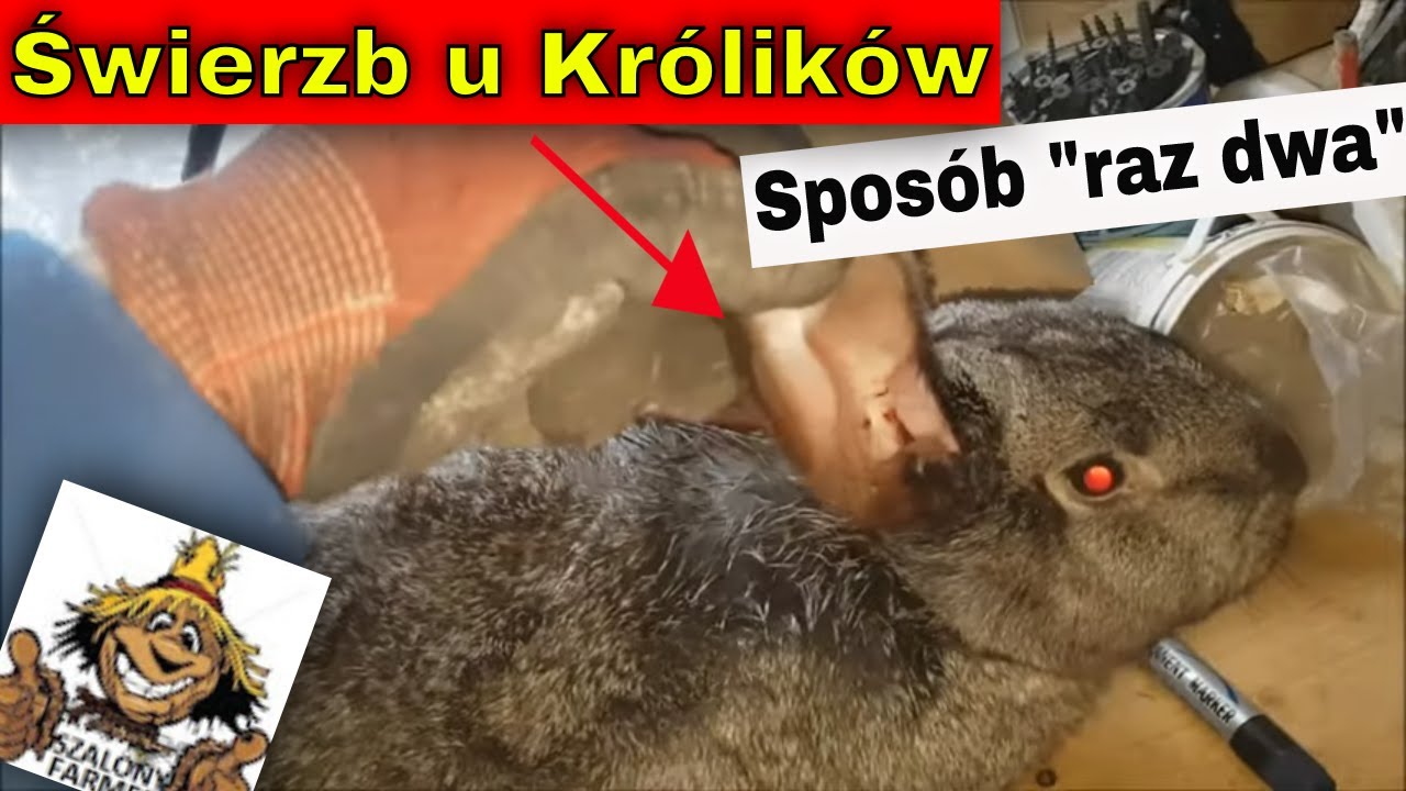 Jak pozbyć się świerzbu u królików? | Czy warto oszklić kurnik? Remont.