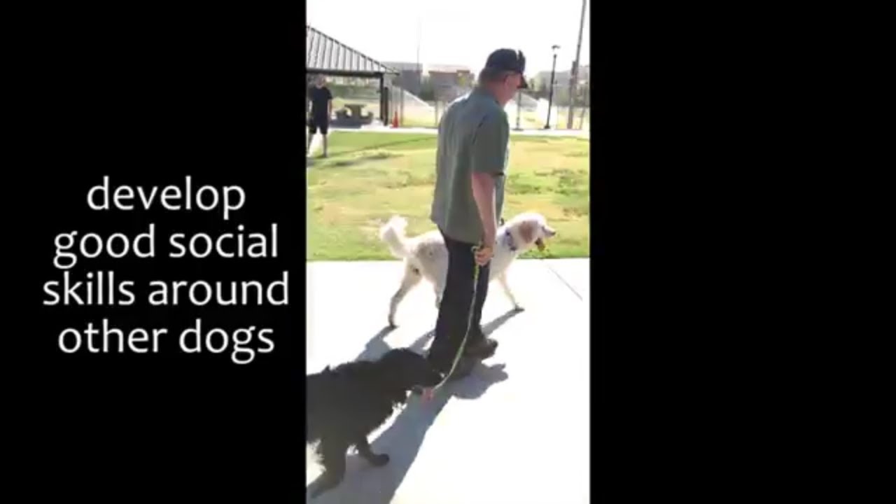 Reactive Dog with Training - Video 3