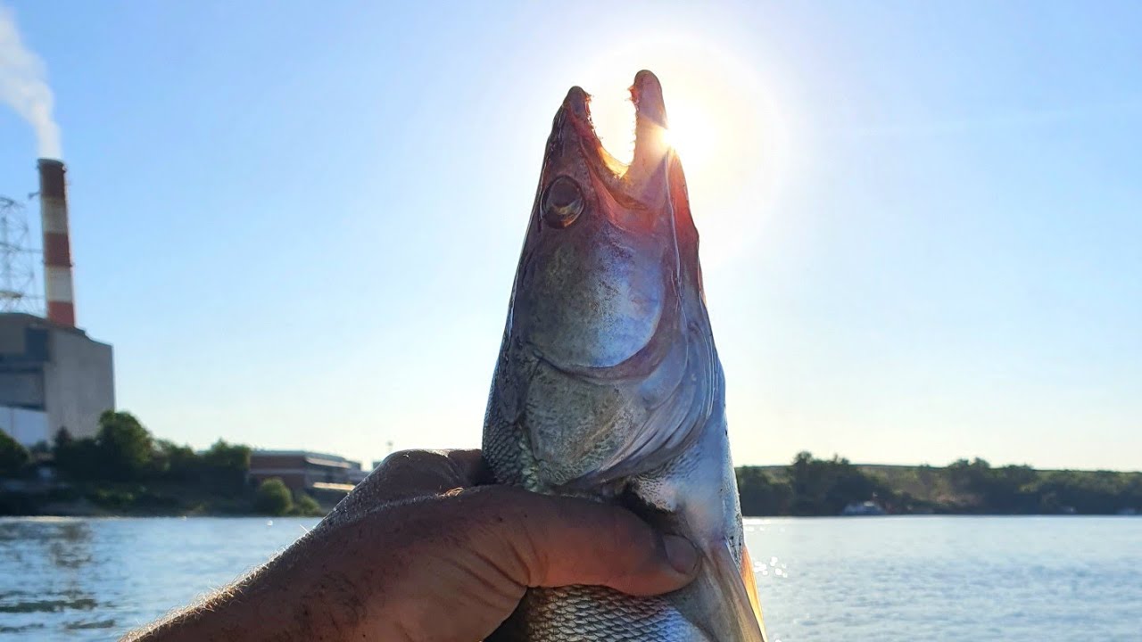 STUKA I SMUDJ NA POPULARNO MUVANJE  -PIKE AND ZANDER FISHING