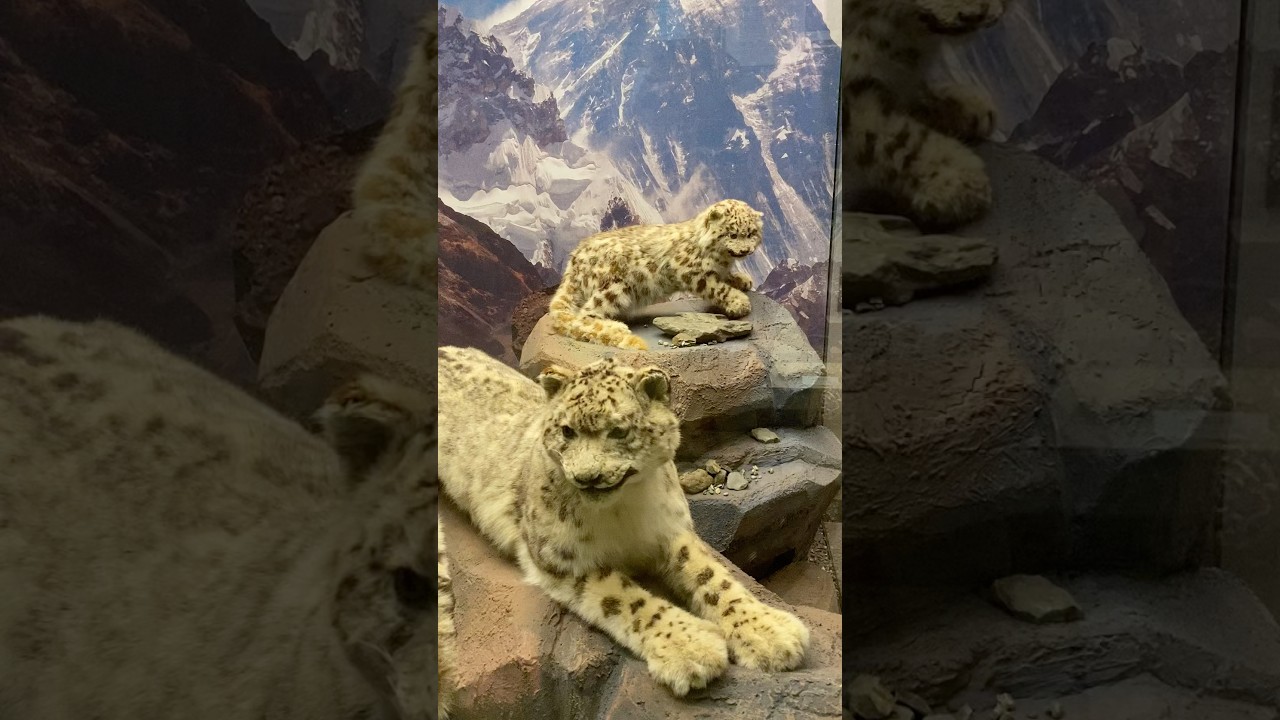 Государственный Дарвиновский музей (Москва)/ State Darwin Museum (Moscow)/ Devlet Darwin M&uuml;zesi