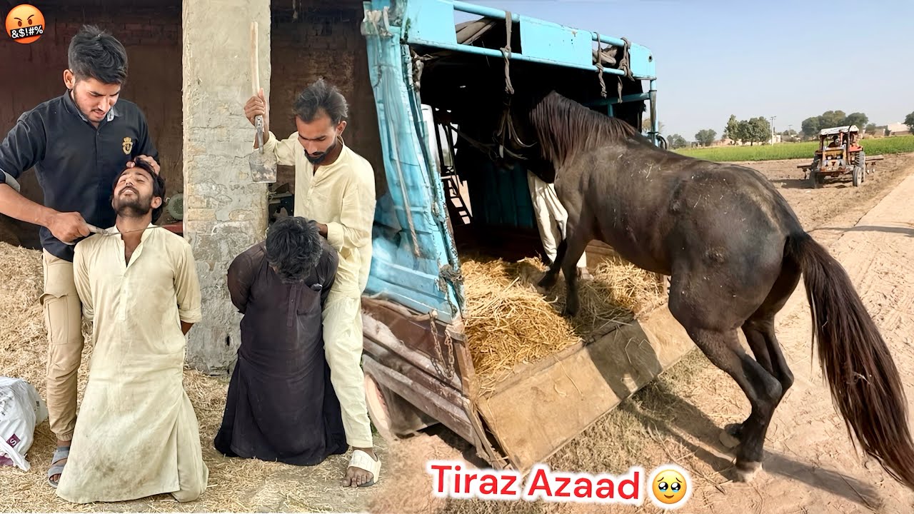 BASSAM KY FARM PY DHAVA BOL DIYA🤬 HORSE AZAD KARVA LIYA 🖤