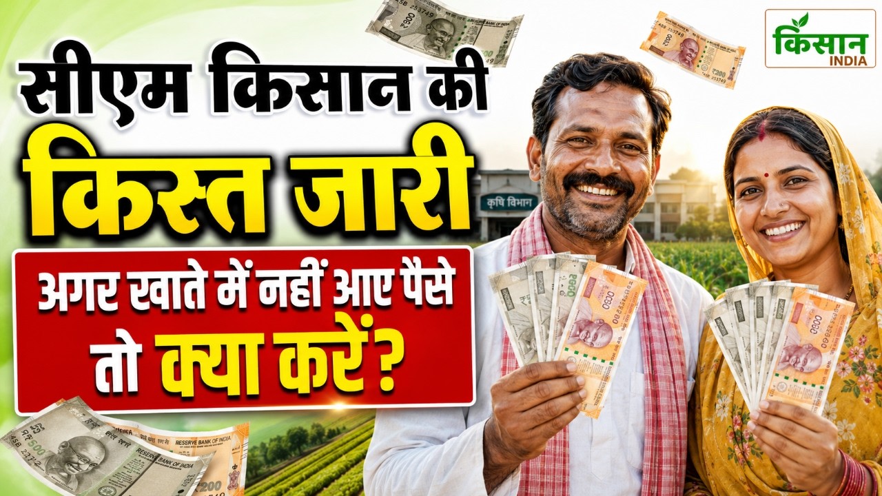 CM Kisan News: सीएम किसान की किस्त जारी खाते में पहुंचे 4 हजार, अगर नहीं आए पैसे तो क्या करें