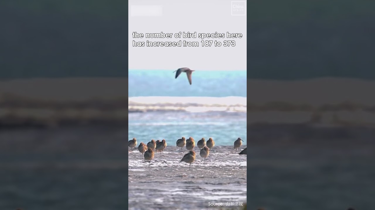 Why is the Yellow River Delta known as the &ldquo;international airport for birds&rdquo;?