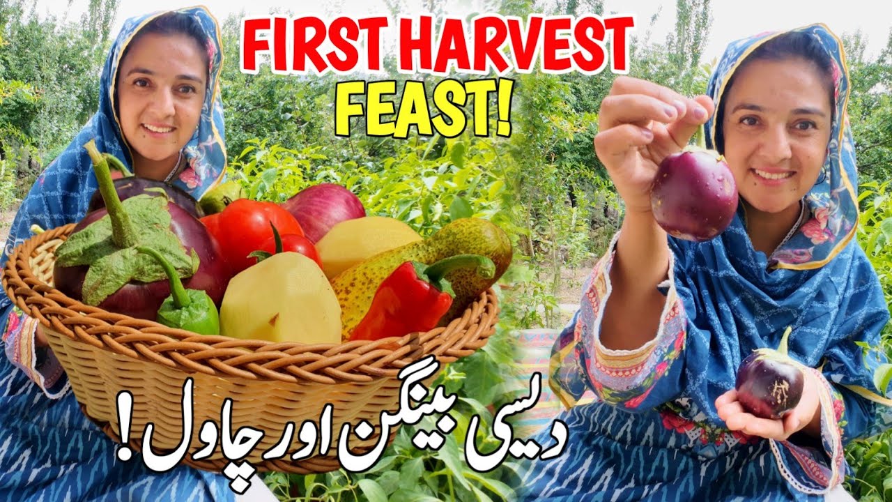First Harvest Feast! Organic Brinjal Curry & Rice 🍆| Cooking Healthy Brinjal Rice | Village Vlog GB