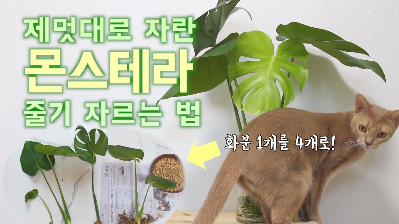 제멋대로 자란 몬스테라 줄기 자르는 방법! (몬스테라 번식, 수경재배)