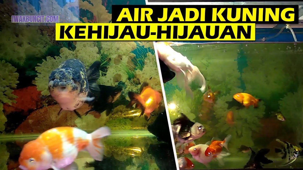 Apa Penyebab Air Aquarium Ikan Mas Koki Berubah Kuning Kehijauan? Tanda Lumutan atau..