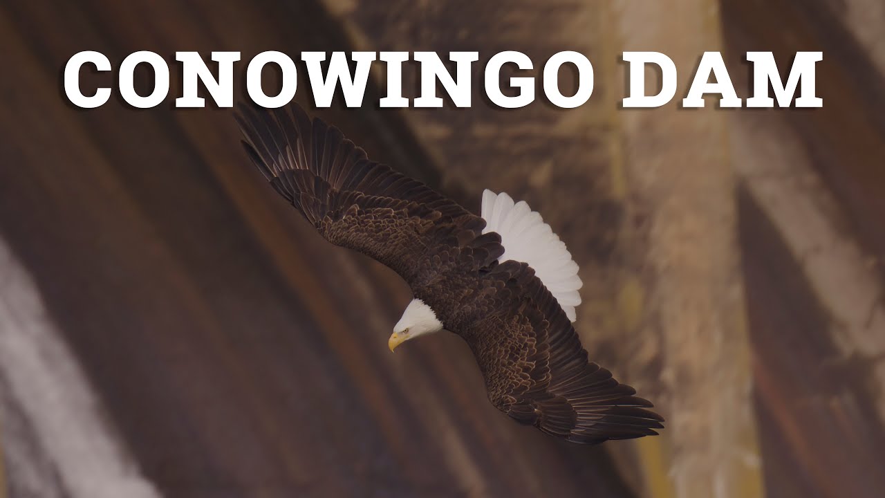 Over 150 Bald Eagles at the Conowingo Dam! 3 Days of filming Eagles in late fall