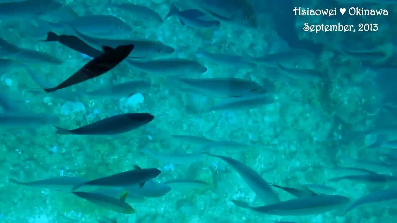 部瀨名海中公園(ブセナ海中公園)-玻璃船片段