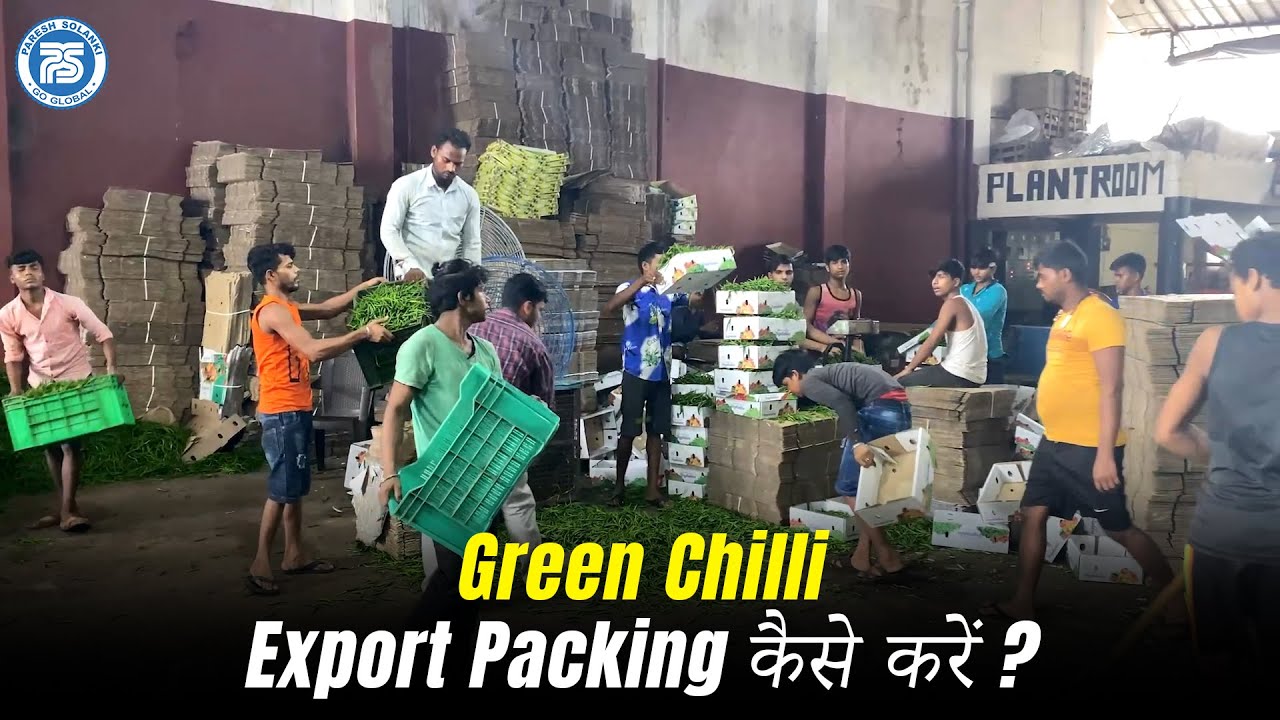 Green Chilli Export Packing | Best Agriculture Product for Export | Export 24 months
