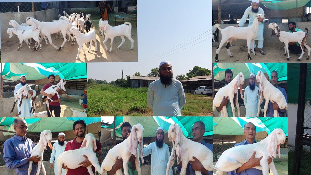 Patira Hydpat Kids In Reasonable Rates | Ajwa Goat Farm Molipur | Incredible Gujarat.
