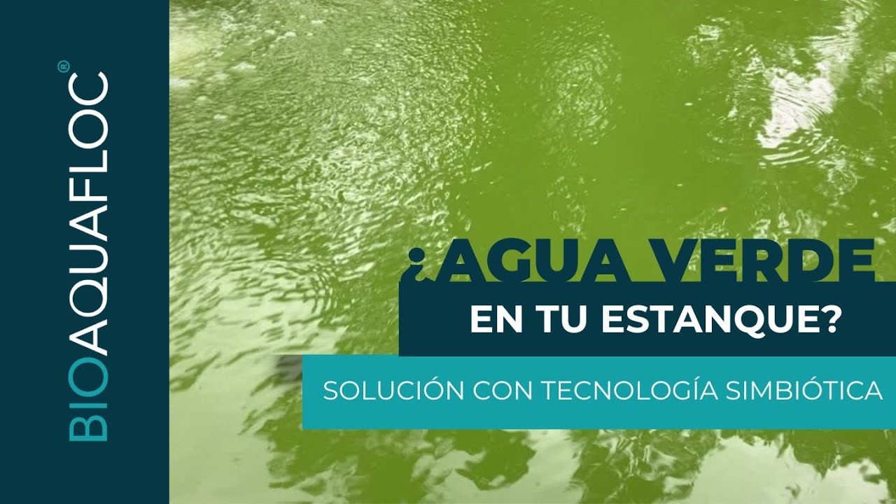 ¿Agua verde en tu estanque? Solución definitiva con Tecnología Simbiótica.