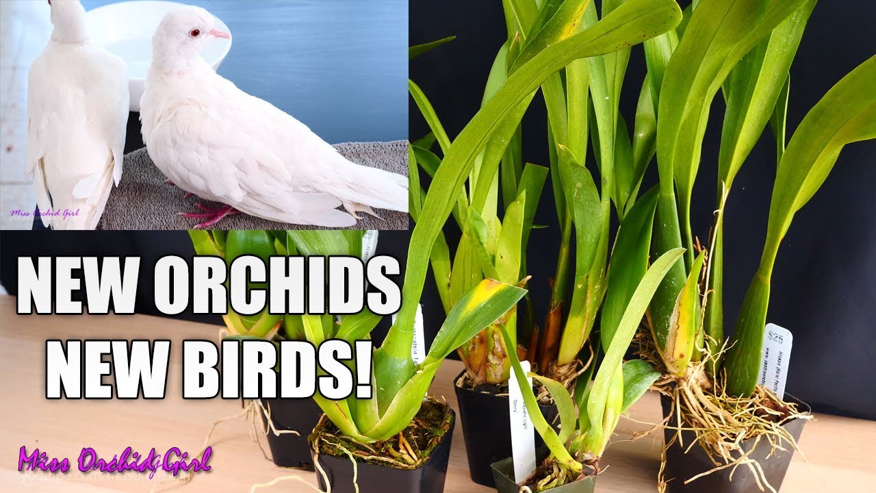 Unboxing Orchid gift + My new birds! 🕊🕊