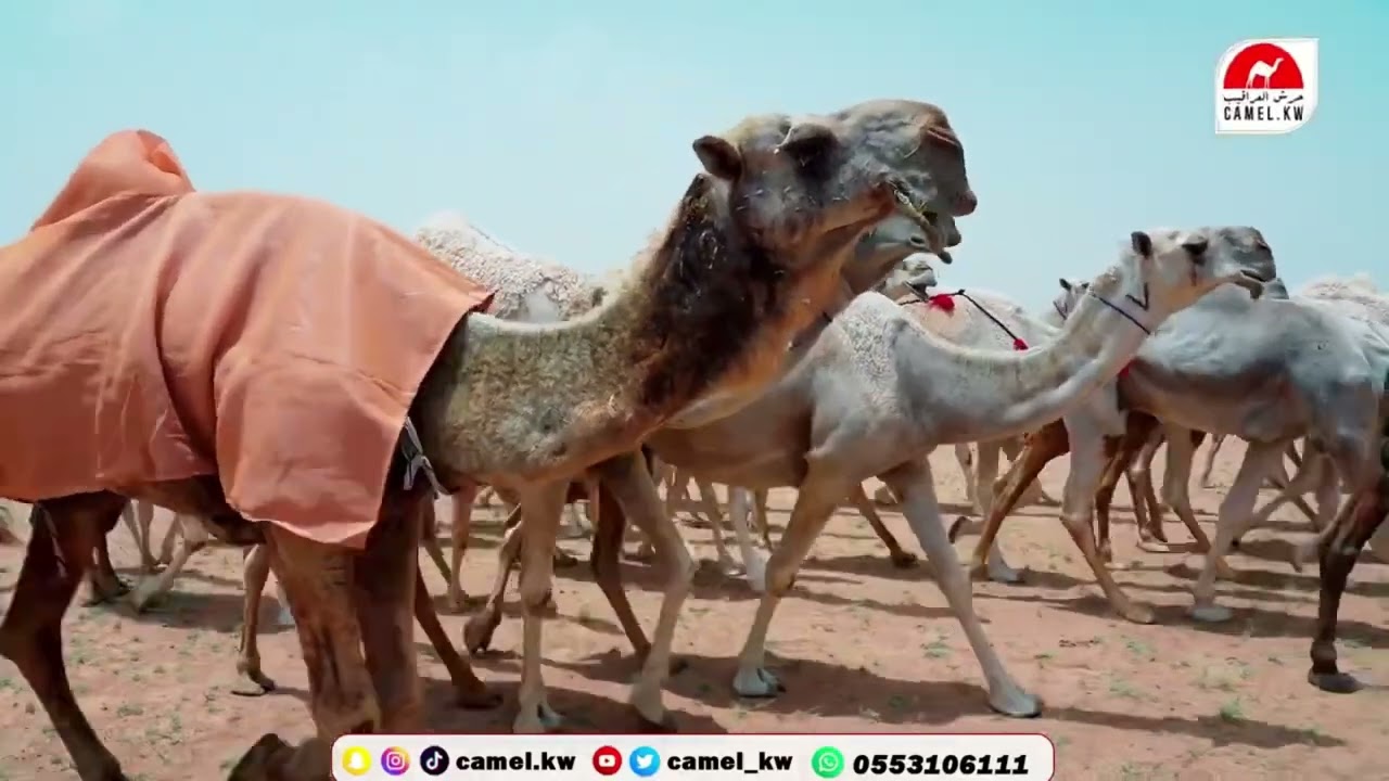 مزاين الطائف كلمات جهز منصور القثامي اداء خالد ال بريك