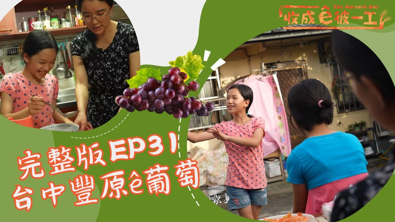 台語 《收成&ecirc;彼一工》完整版EP31｜台中豐原&ecirc;葡萄 ｜兒童節目｜公視台語台