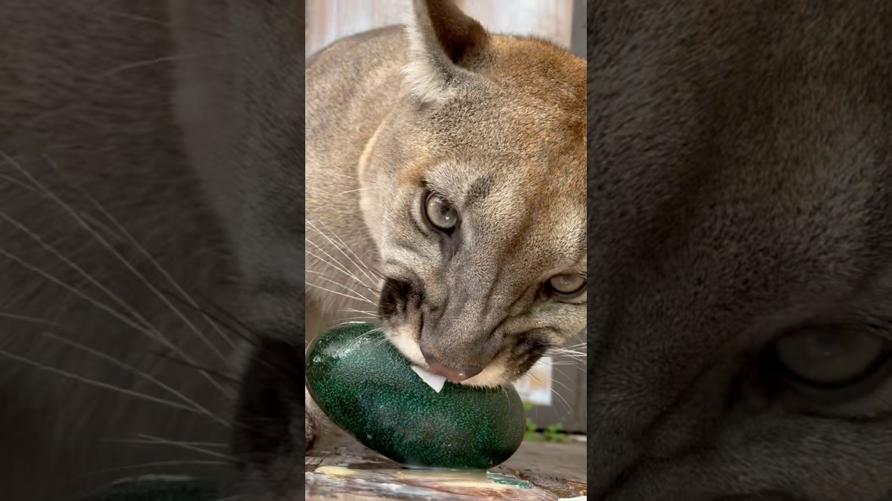Florida Panther Enrichment! #youtubeshorts #florida #panther