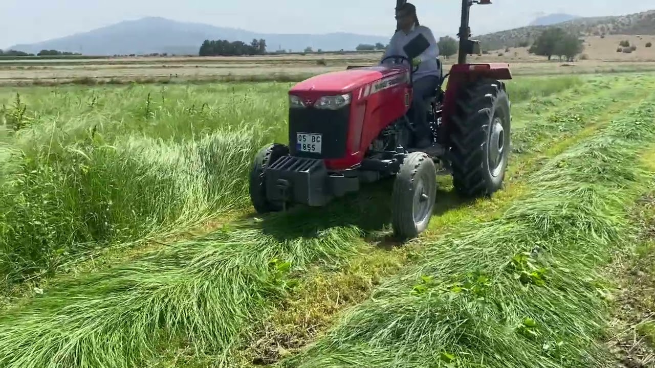 Tefgrass(Yazotu) 1. Bi&ccedil;im