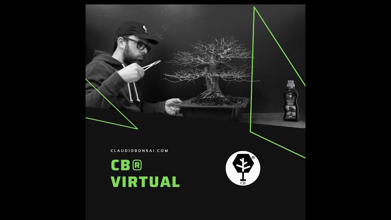 VIDEO LEZIONE IMPOSTAZIONE PRIMARIA BONSAI