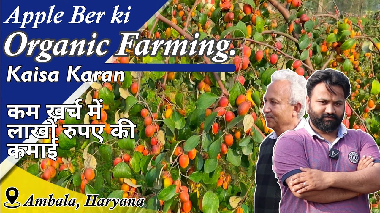 Kashmiri Apple Ber की जैविक खेती में सफलता || How to Grow Apple Ber Farm in Organic Treatment.