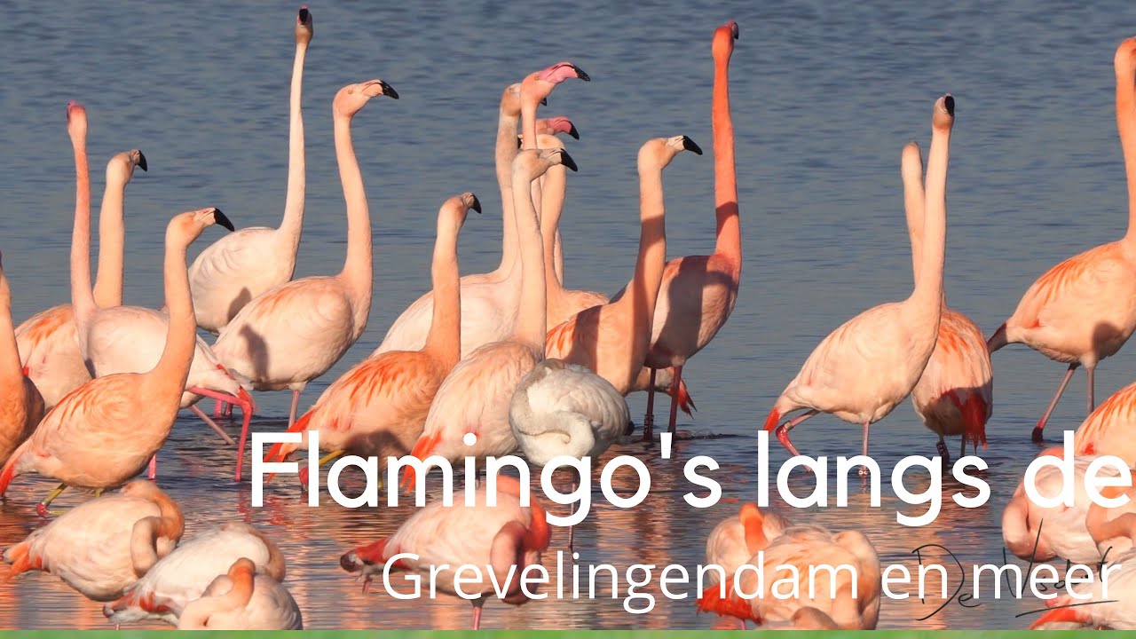 Flamingo's langs de Grevelingendam en meer #1453