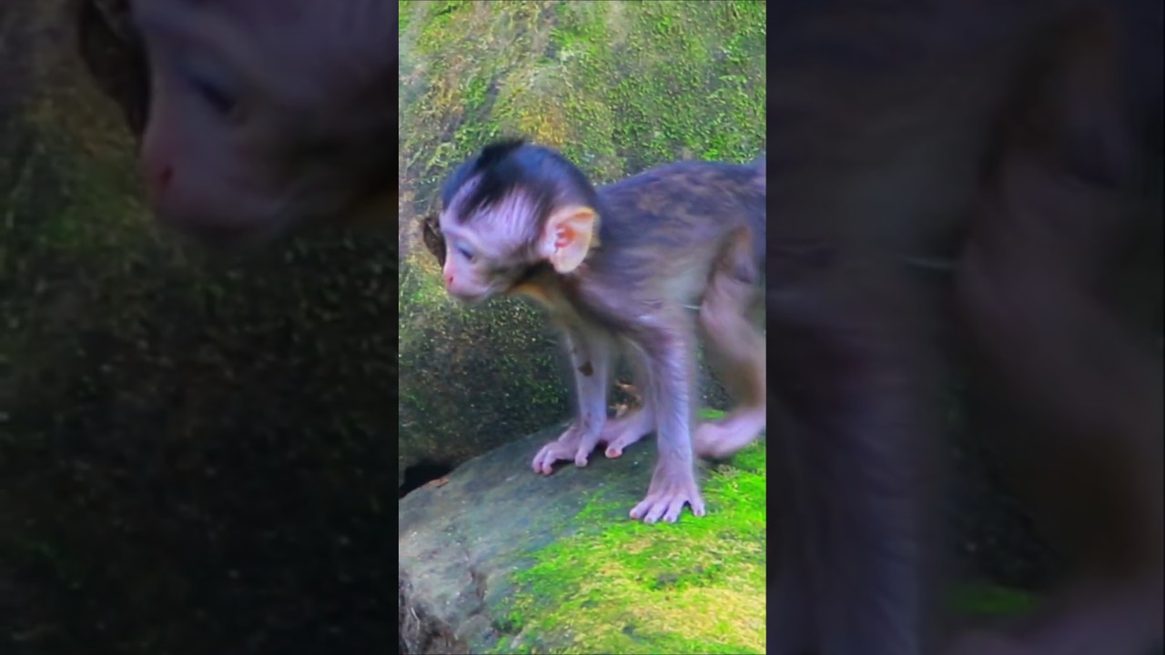 Adorable Wild Monkey Mother Nursing Cute Baby In Forest
