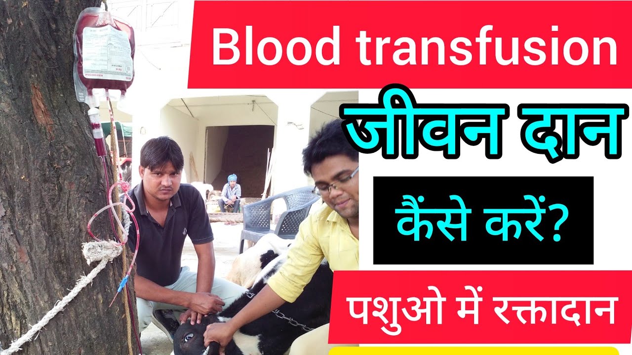 blood transfusion in animals l पशुओ में रक्तादान। Dr.Umar khan