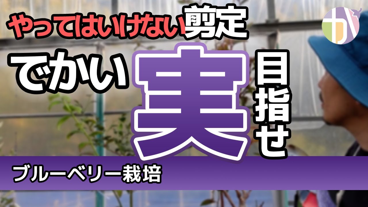 【ブルーベリー剪定実演】3年目のブルーベリー苗を剪定！初心者がやりがちなNG剪定も解説｜品種：ユーリカ・チャンドラー