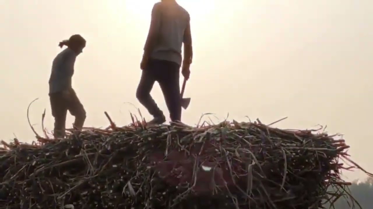 गन्ना लोडिंग ट्रॉली #जय किसान #youtubeshort #trandingshorts 