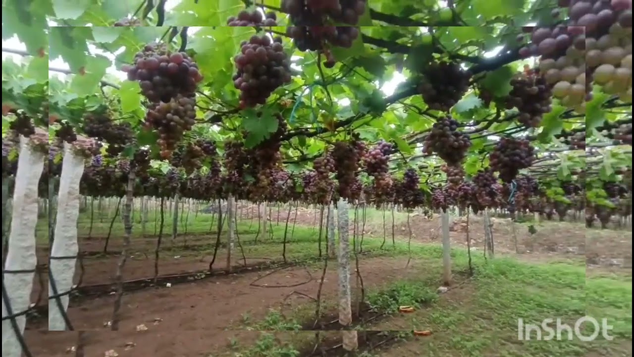Grape garden##GrapeGarden#Grapevines#GrapeGrowing#GrapeFarm#GrapeHarvest#GrapesOfNature