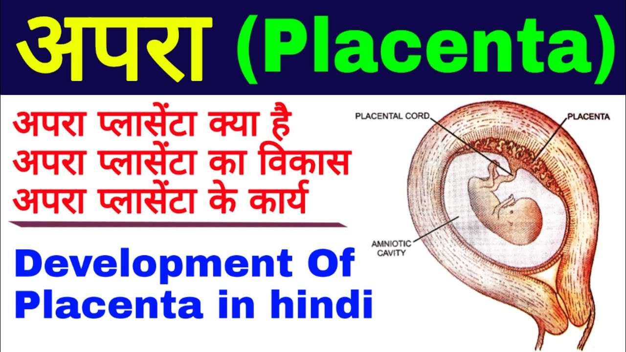 Placenta (अपरा)| placenta formation | प्लासेंटा के कार्य | Function of placenta | placenta in hindi