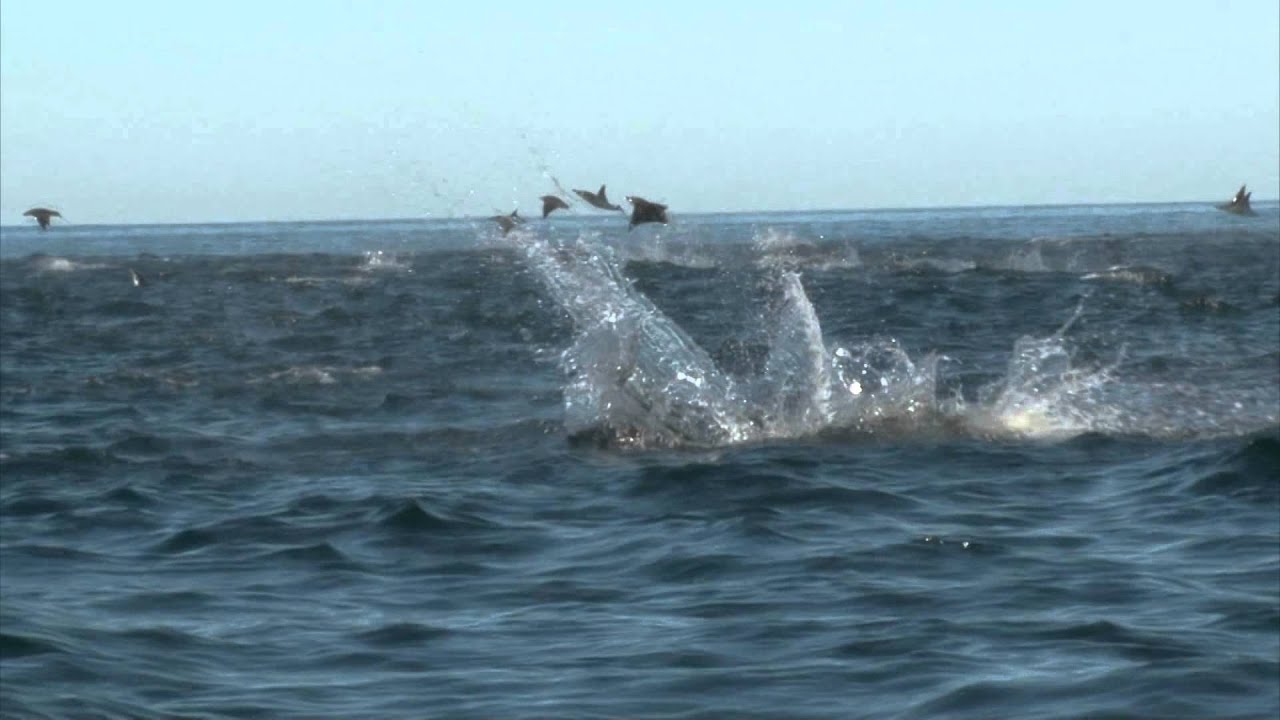 Manta Rays Jumping