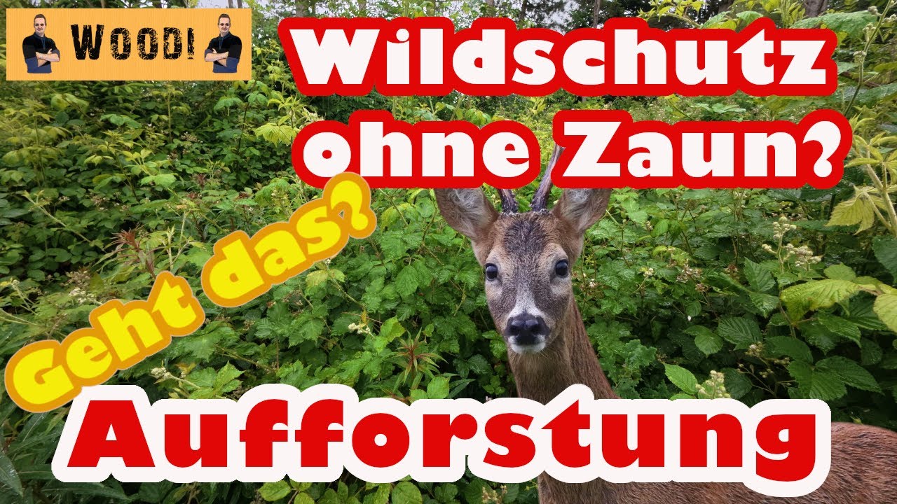 Aufforstung ohne Wildschutzzaun: Natürlicher Schutz für junge Bäume im Wald