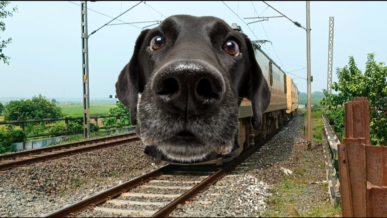 Dangerous Angry DOG Headed Intercity Express Furious Moving Throughout At Curved