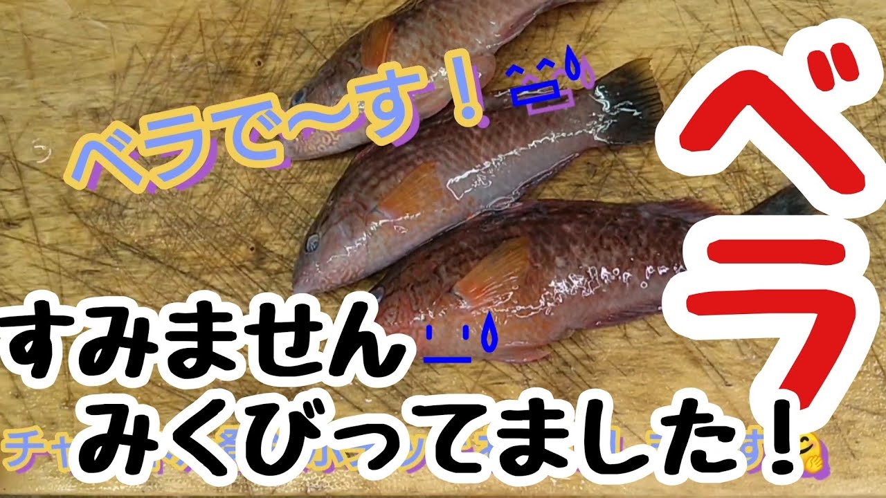 【ベラ】今までリリースしていたこの魚が、マジ美味しかった！