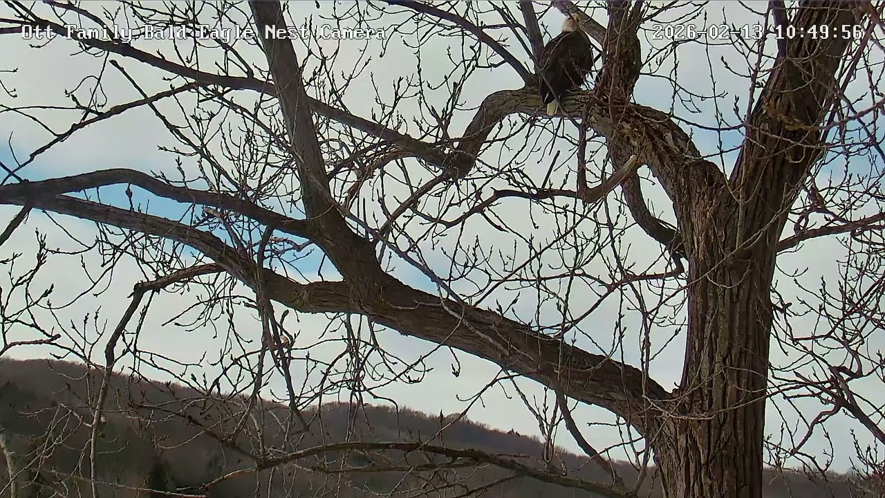 Ott Family Eagles - Oreo perches in the nest tree while York visits the nest limb below her 02-13-26